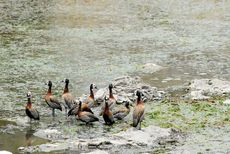 Witwenpfeifgans (1 von 3).jpg